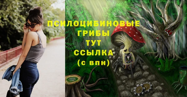 прущие грибы Аркадак